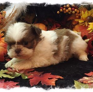 Meet your Posher, Cheryl